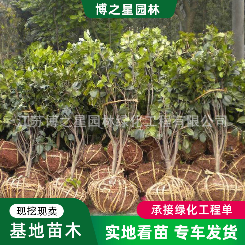 桂花树苗四季桂花大型观赏花卉植物盆栽八月桂庭院高杆金丹桂盆栽
