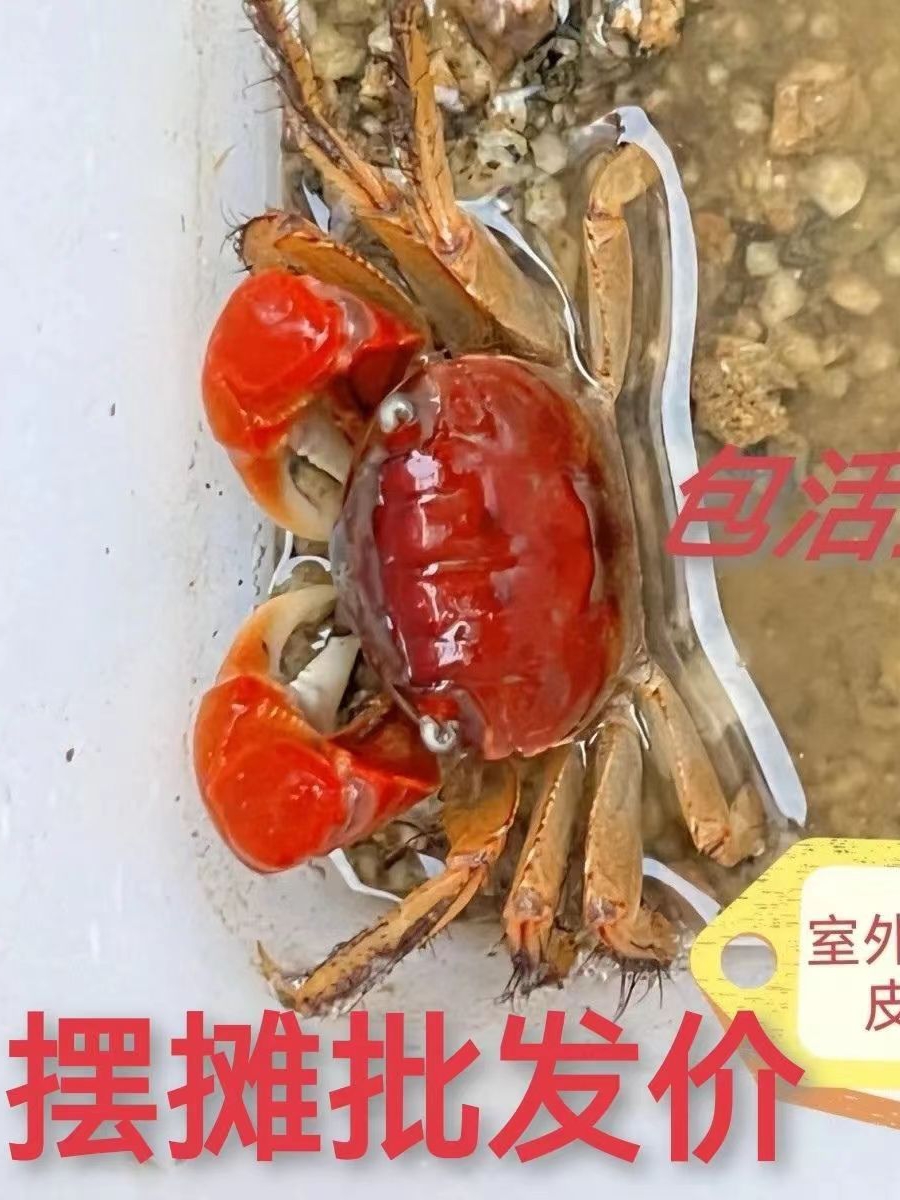 红螯相手蟹相守蟹发财蟹观赏蟹宠物蟹鲜活的小螃蟹萌宠摆地摊批发