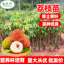 广西荔枝苗无核妃子笑三月红糯米糍荔枝苗带土带叶南北方种植果