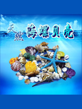天然大贝壳海螺海星珊瑚工艺品地中海装饰品道具鱼缸造景贝壳摆件