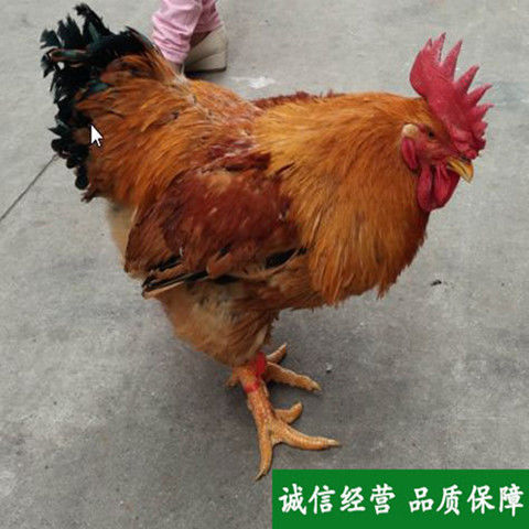 大种k9鸡 阉鸡线鸡活体鸡九斤红大公鸡黑鸡麻鸡土鸡三黄鸡芦花鸡