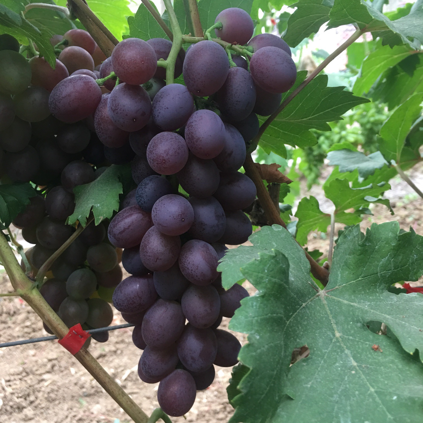 山东特产青岛平度大泽山葡萄玫瑰香葡萄新鲜水果一斤试吃顺丰包邮