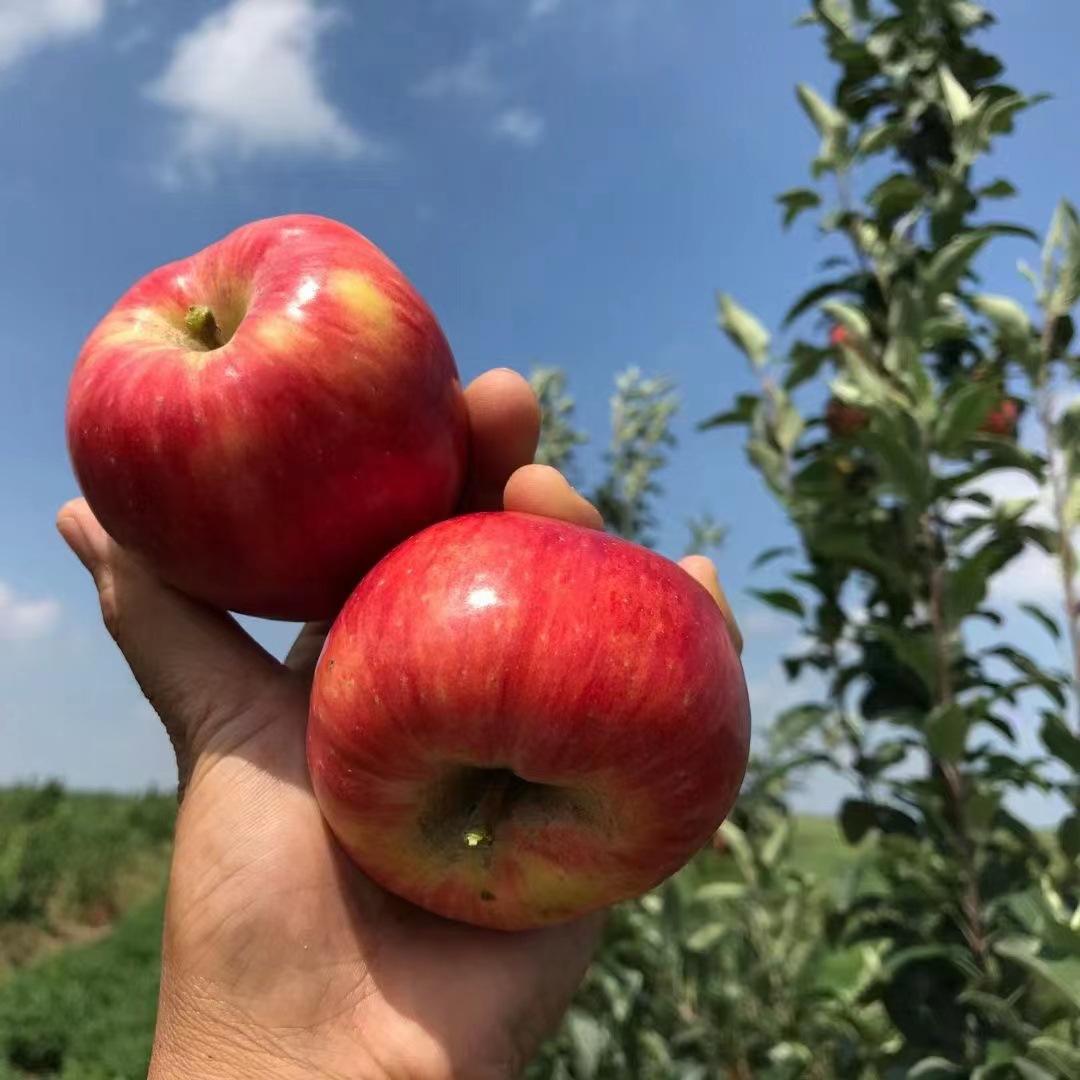 【山东鲁丽苹果】 脆甜爽口非红富士苹果5斤新鲜水果礼盒代发