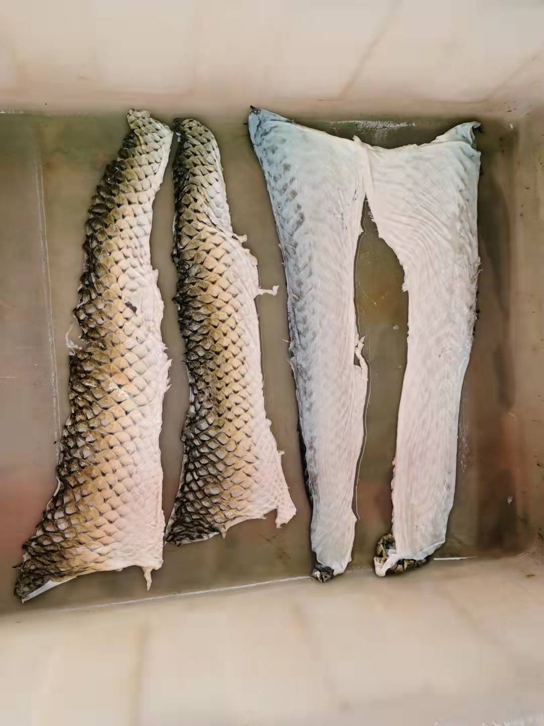 批发草鱼皮皖鱼皮罗非鱼皮用于泡椒鱼皮凉拌鱼皮麻辣鱼皮油炸鱼皮