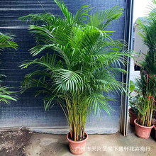 散尾葵北欧耐阴民宿家居摄影装饰植物园林景观绿植大富贵椰子树