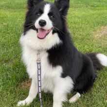 纯种边牧幼犬双血统边境牧羊犬七白三通陨石边牧幼犬宠物狗狗活体