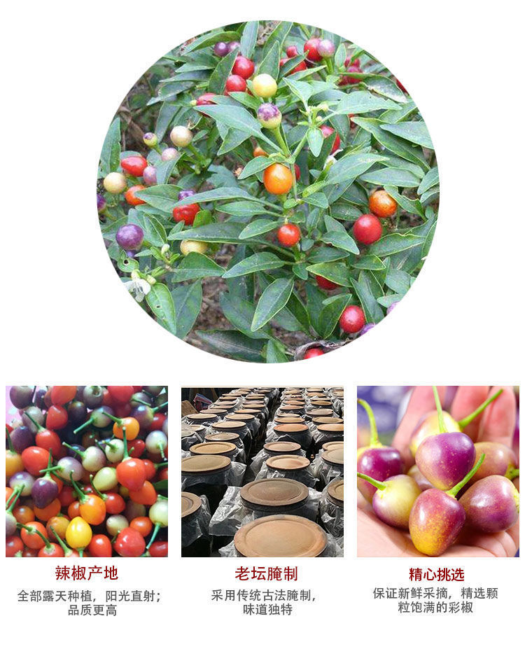 2斤包邮 珍珠辣椒广西五彩泡椒七彩泡椒灯笼椒酱香酸味酱油野山椒