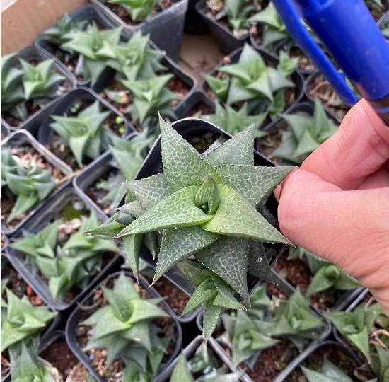 美纹龙鳞4-6cm多肉植物优实拍十二卷玉露