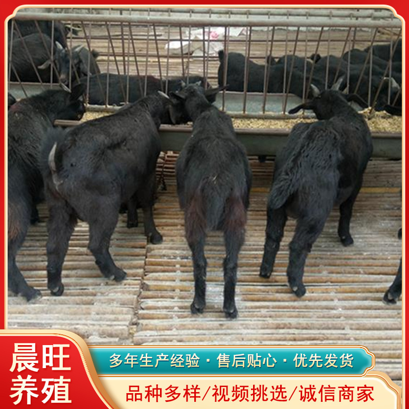 关中奶山羊种羊育肥肉羊多少钱一只波尔山羊黑山羊种羊价格散养羊