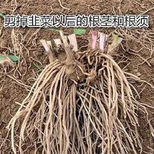 新韭菜根苗四季紫根宽叶现挖韭菜根大宽叶韭菜根根苗庭院阳台盆栽