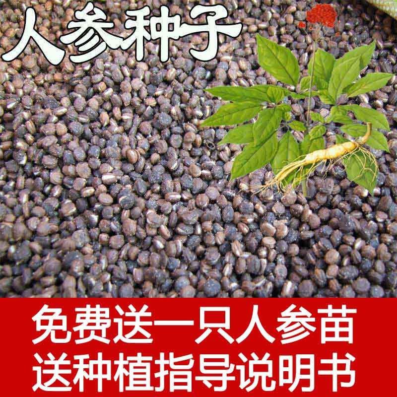 上海土人参