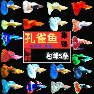 观赏鱼孔雀鱼胎生鱼凤尾鱼淡水鱼新手鱼直接生小鱼活体鱼纯种包邮
