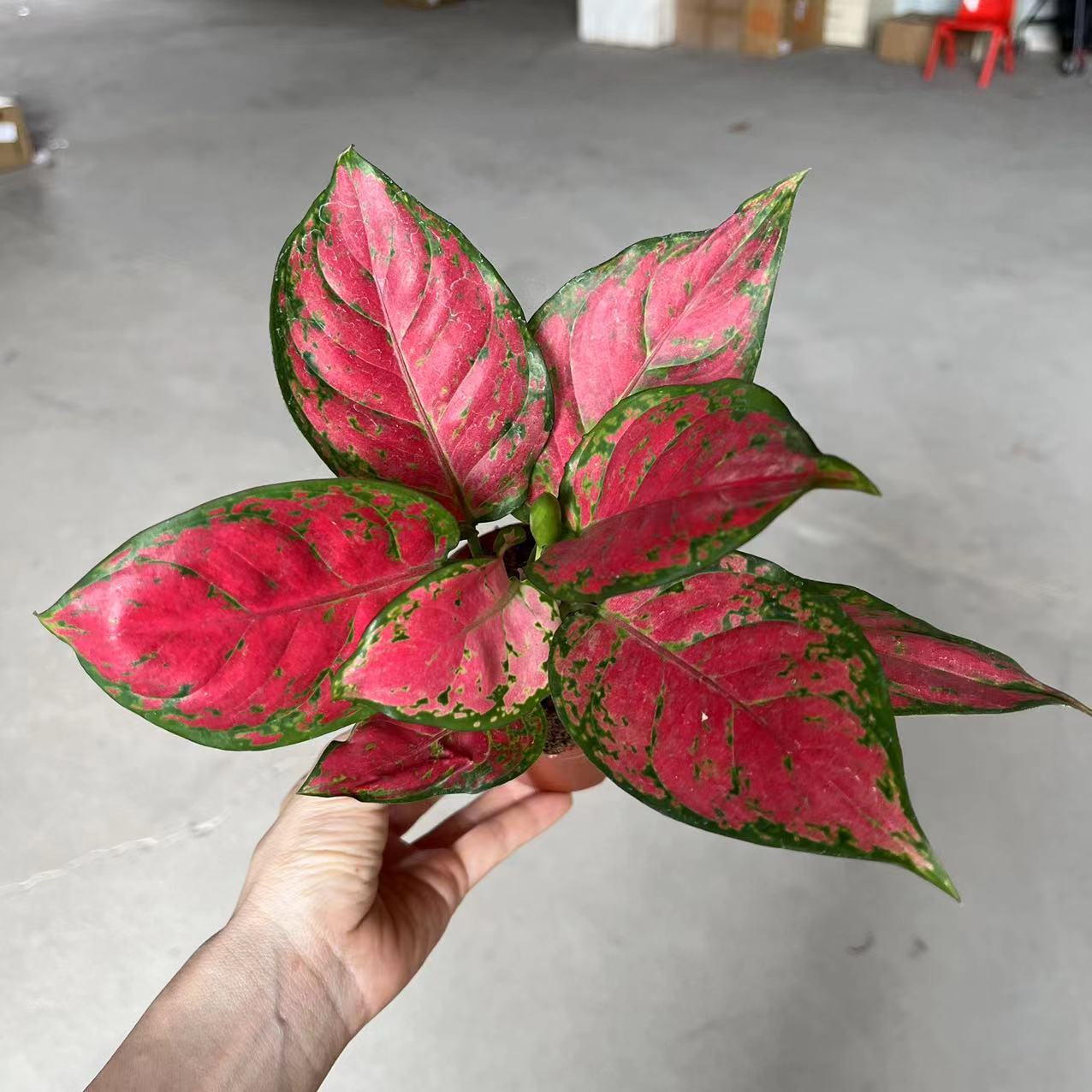 【基地直批】 90#红颜 室内净化空气花卉观叶植物 粗肋草盆栽