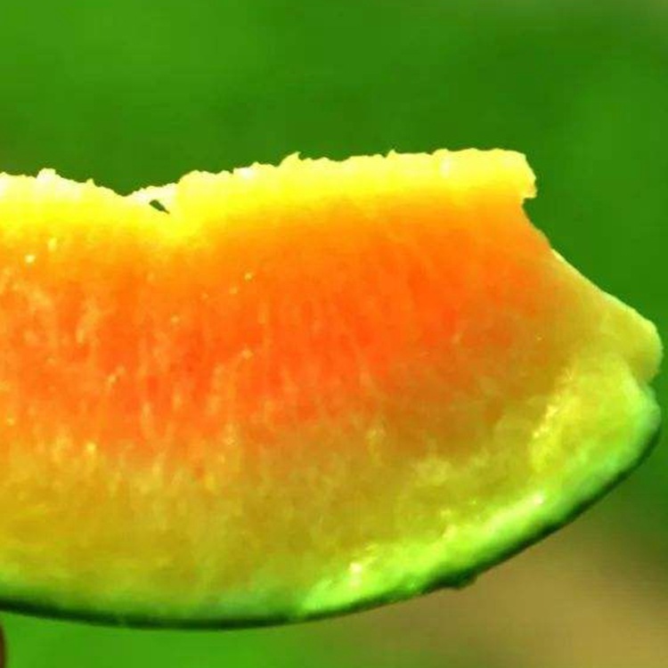 橙燕 西瓜种子橙黄礼品 黑美橙 小西瓜低温座果橙色肉皮薄糖度高