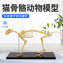 猫骨骼标本模型 宠物动物猫犬 教学骨架骨头 骨科器械 猫骨骼模型