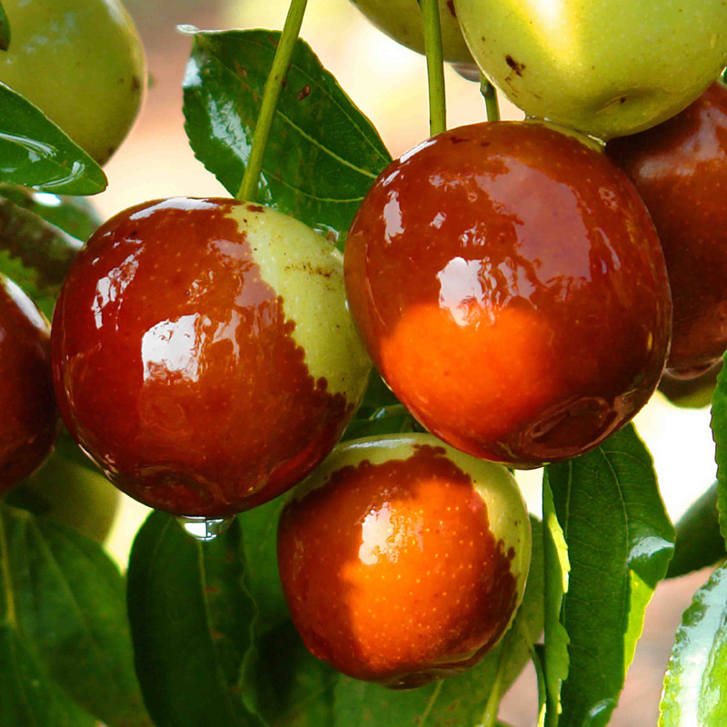 求购枣树苗图片-海量高清求购枣树苗图片大全 - 阿里巴巴