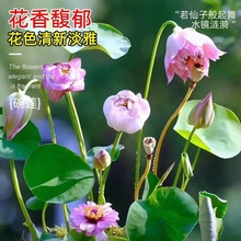 碗莲水培植物花卉室内花好养四季开花种子籽水养荷花睡莲盆栽绿植