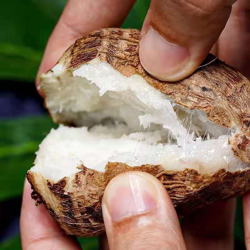 新鲜山东芋头仔现挖香芋牛奶毛芋头批发软糯小芋仔芋艿10斤批发价