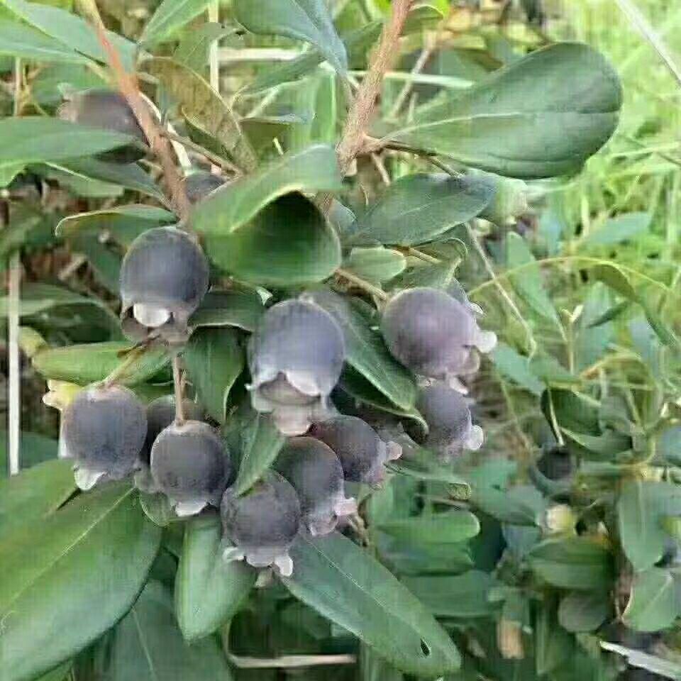 正宗桃金娘树苗山捻子苗乌稔多尼小种苗盆景地栽室内阳台庭院植物