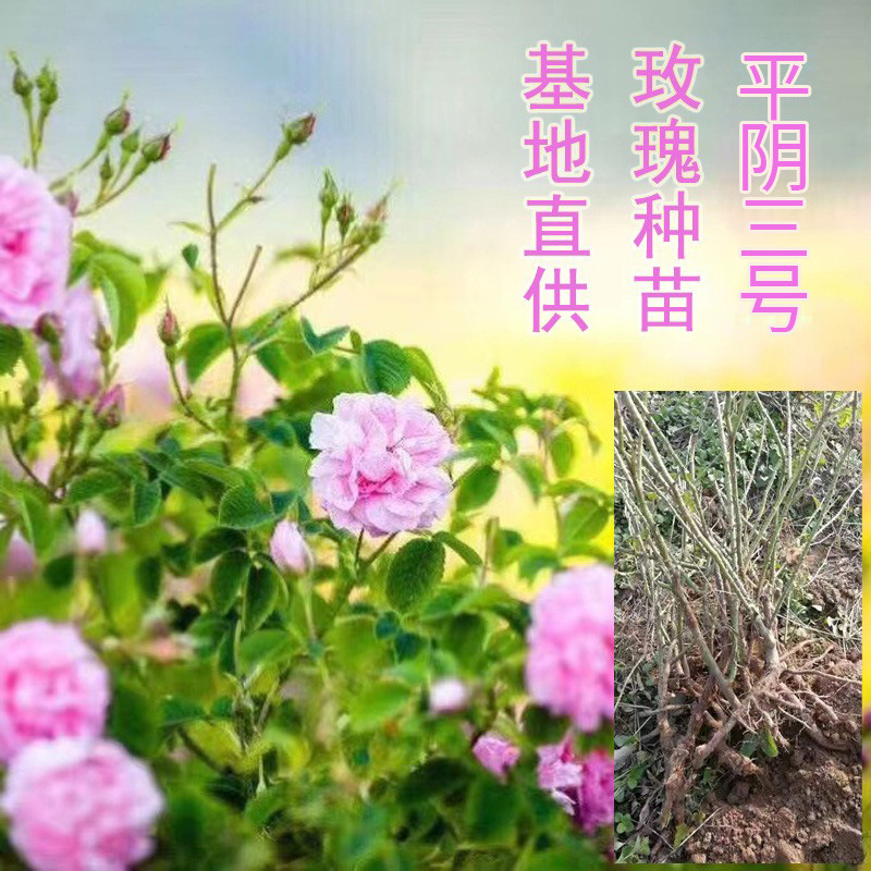 平阴三号重瓣红玫瑰玫瑰花种苗基地苗圃批发 保加利亚白玫瑰花树