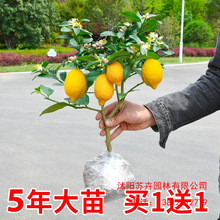 香水柠檬树苗盆栽带果室内室外结果无籽四季柠檬苗食用柠檬树果苗