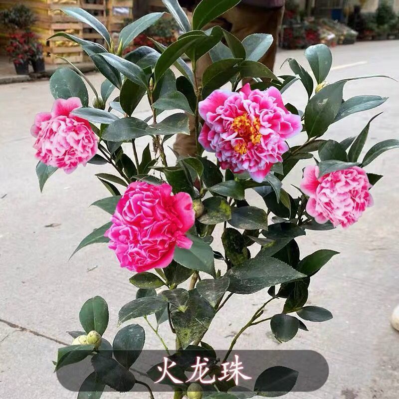 新品种四季茶花盆栽浓香型庭院室内好养五色赤丹树苗花卉耐寒植物