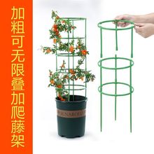 8BWI爬藤花架园艺支柱架阳台绿萝月季铁线莲藤本植物攀爬蟹爪兰支