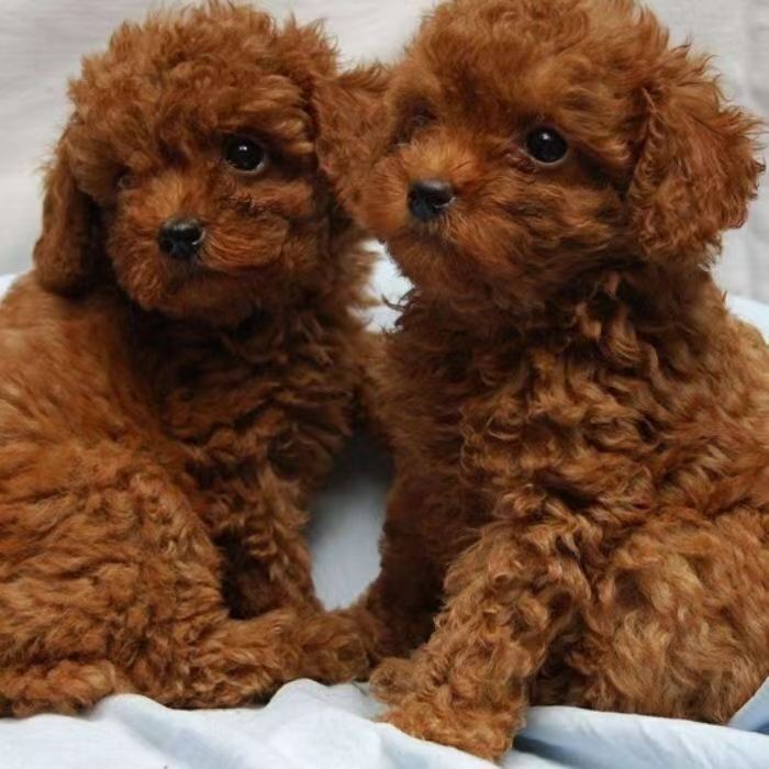 泰迪幼犬活体 长不大茶杯犬泰迪犬幼崽活物 家养泰迪苹果脸大眼睛