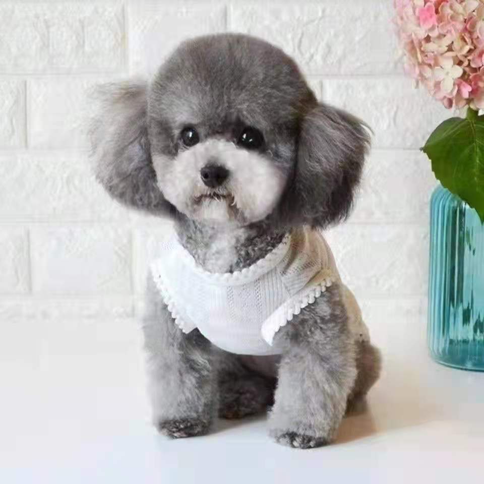 0成交0个相似贵宾犬幼犬灰色泰迪活体红棕白色黑色咖啡色泰迪长不大