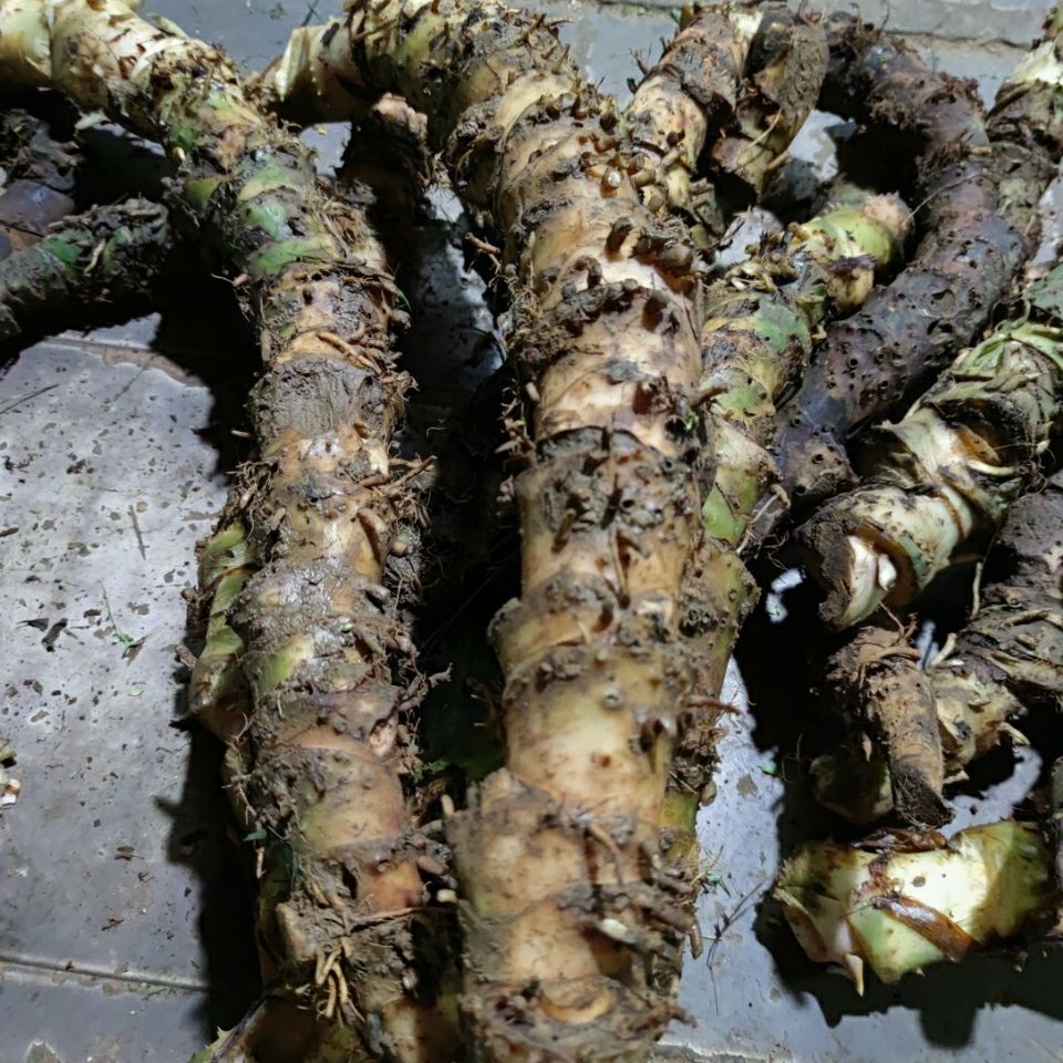 水刺芋 簕茨菇 刺芋 簕藕 500克