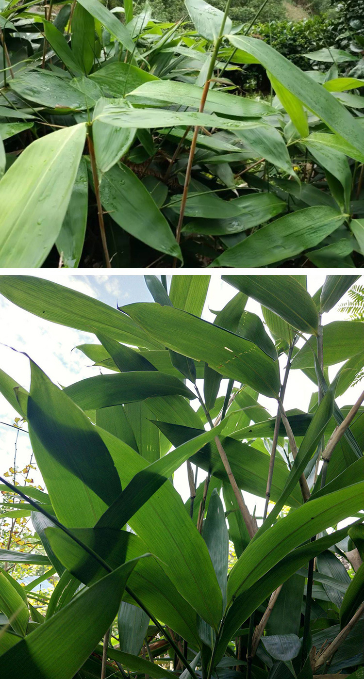 批发粽叶新鲜粽子叶湿粽叶箬叶真空包装送绳端午节1包50片