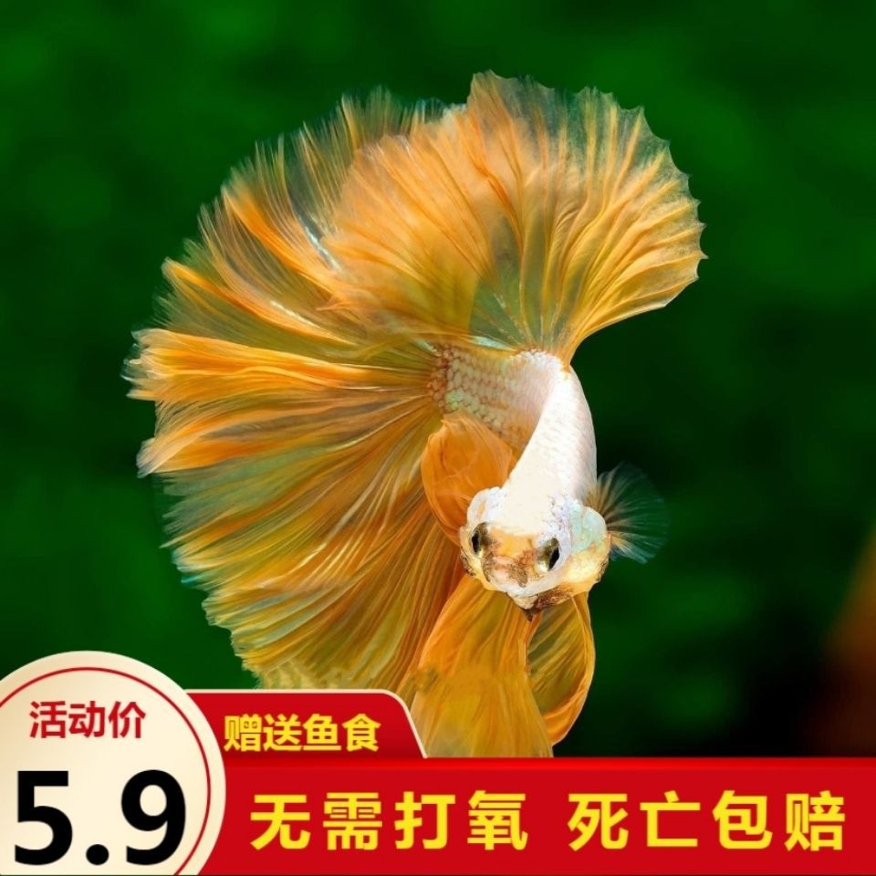 泰国斗鱼糖果半月热带鱼观赏鱼马尾宠物鱼淡水鱼耐活鱼小鱼苗