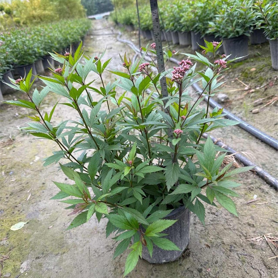 佩兰2加仑 鸡骨香 水香 花境观赏性植物 成都园林绿化工程苗木