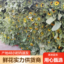 向日葵鲜花批发太阳花云南鲜花直批婚庆布置花店摆摊用花社区货源