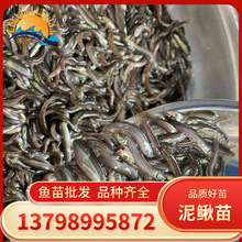 3~6厘米泥鳅鱼苗 台湾泥鳅苗批发 养殖基地大量供应各种鱼苗
