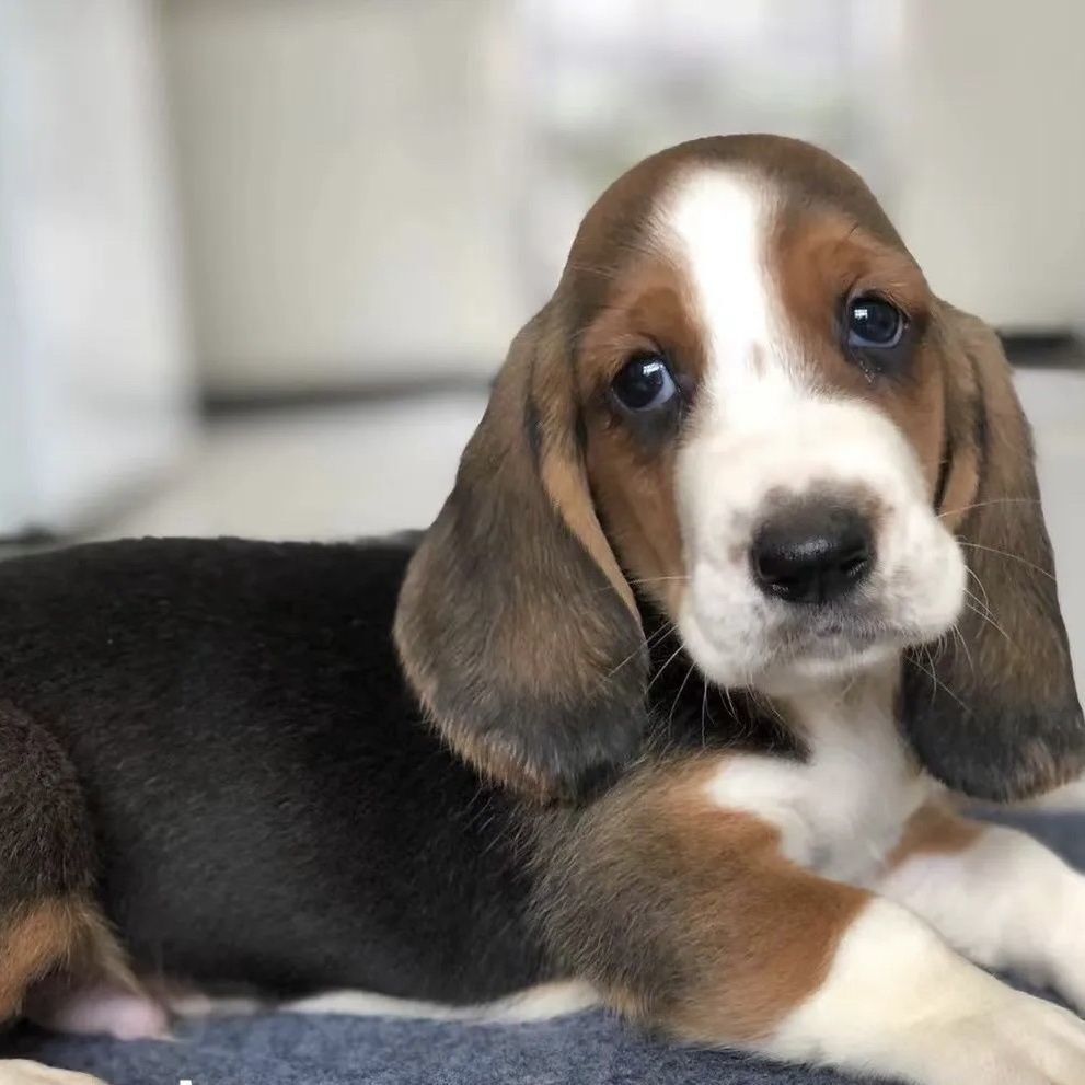 巴吉度大耳朵狗狗幼犬小狗狗便宜真狗家养宠物活物比格学生版包邮