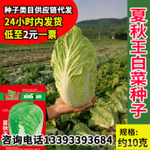 华煜夏秋王白菜种籽厂家批发夏播反季大包心大白菜种籽蔬菜孑