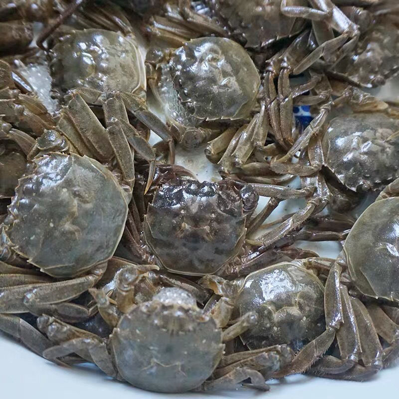 买40只送10只包邮一元蟹河蟹小毛蟹二元小螃蟹鲜活体公母蟹