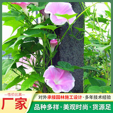 日本大花牵牛藤本花卉庭院篱边棚架种植家庭园艺用大牵牛花花种子