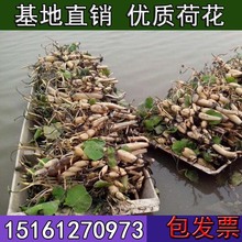 一名花匠莲藕种苗荷花苗盆栽水养莲花家庭食用池塘观赏睡莲水培四