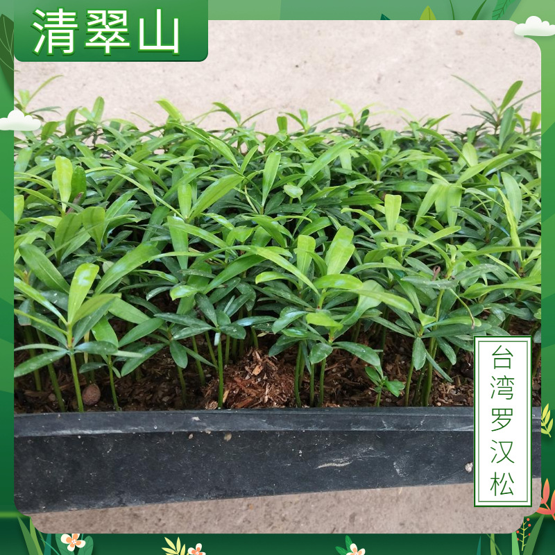 台湾罗汉松小苗庭院室内观叶植物四季常青罗汉松现代简约盆栽花卉