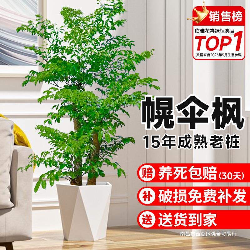老桩幸福树客厅盆栽大型绿植粗杆幌伞枫室内厂区庭院四季常青植物