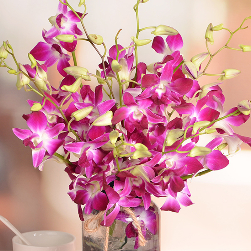泰国进口洋兰花串鲜花洋兰花斗南直发新鲜真花插花昆明花卉市场
