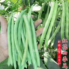 红花白荚四季豆种子蔬菜种子套餐春季播阳台种菜庭院田园夏秋种籽