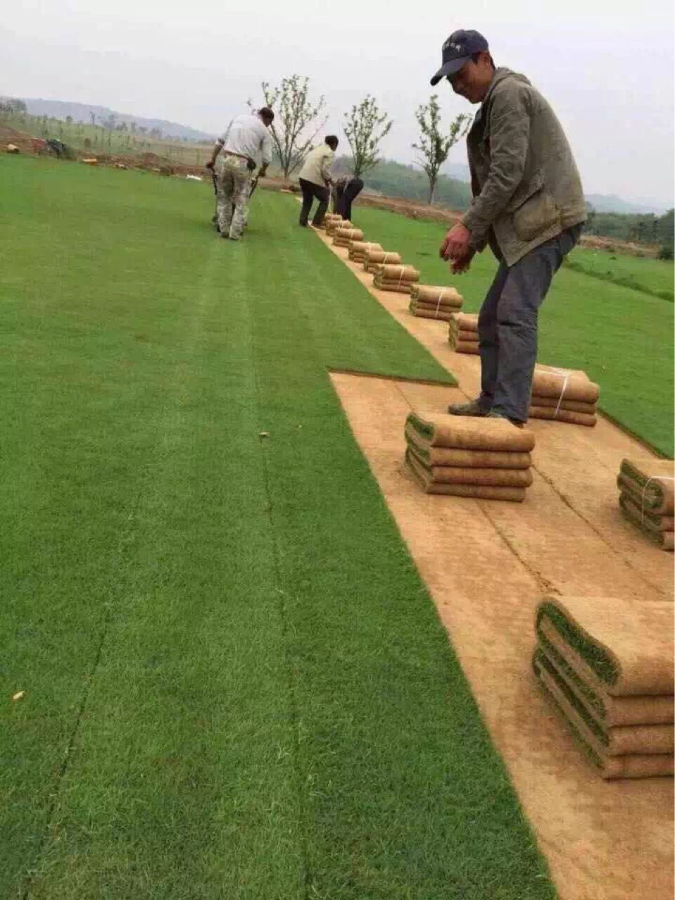 真草皮坪马尼拉百慕大台湾青四季青果岭草混播草基地直销草场量优