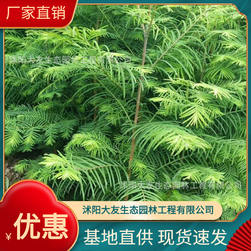 基地批发 供应落羽杉树苗 景区造景道路园林工程绿化苗
