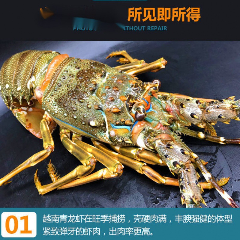 超大青龙虾1-4斤大龙虾花龙波龙虾鲜活冻品海鲜批发亚马逊厂代发