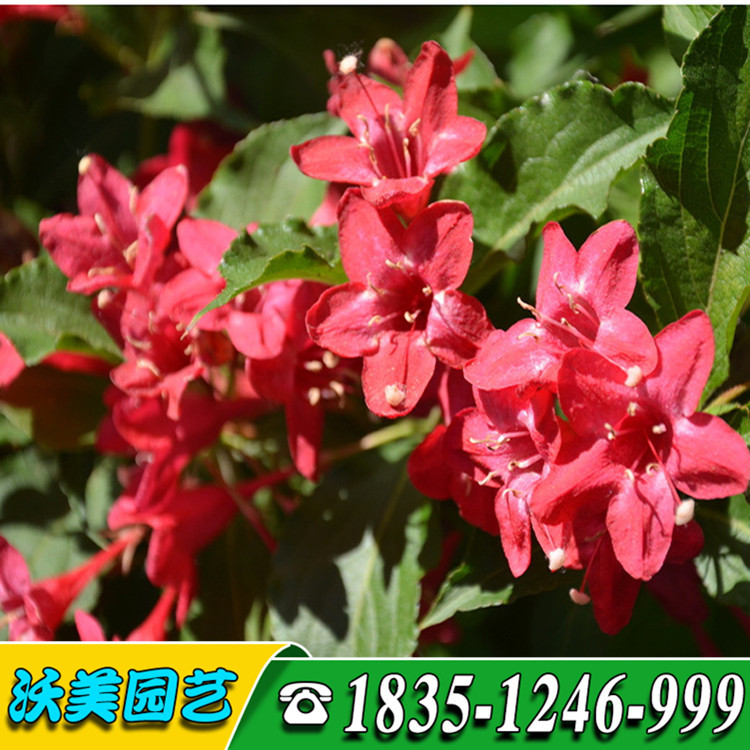 供应四季锦带红王子锦带 苗圃四季锦带园林绿化红王子锦带多分枝