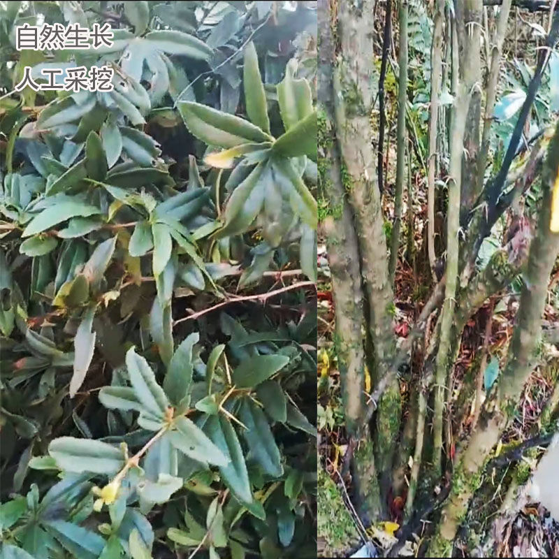 干货三颗针贵州刺黄连 黄柏刺土黄连鸡脚刺100克1斤2斤