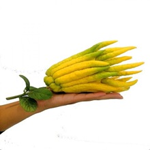 现摘现发带枝水养水培新鲜佛手果香橼观赏清供食用金华佛手柑新鲜